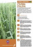 Сталева еліта, насіння пшениці