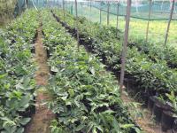 Саженцы грецкого ореха "Буковинская бомба"