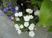 Семена Колокольчик карпатский